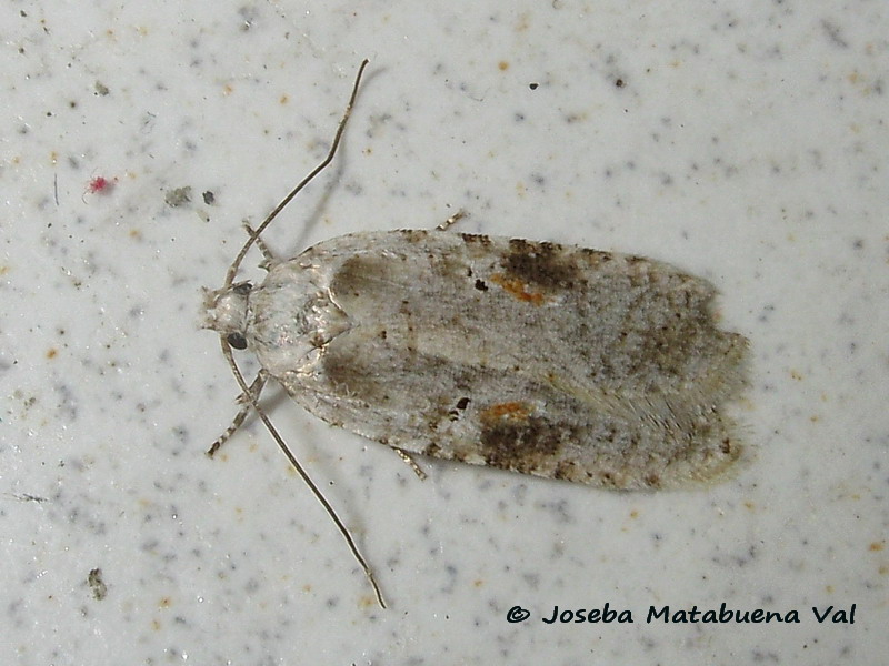 Tortricidae  ID. No, Autostichidae - Agonopterix alstromeriana